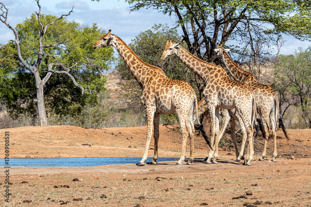Obraz premium South Africa, Kruger National Park, Giraffe (Giraffa camelopardalis)