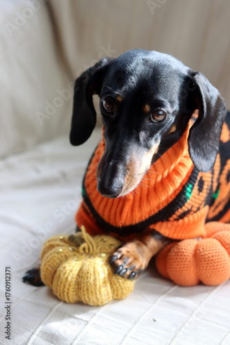 Dachshund in a warm Halloween themed sweater with a knitted pumpkin toy
