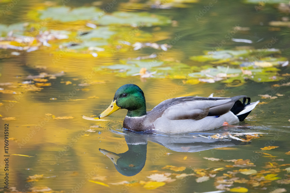 Fototapeta premium Duck