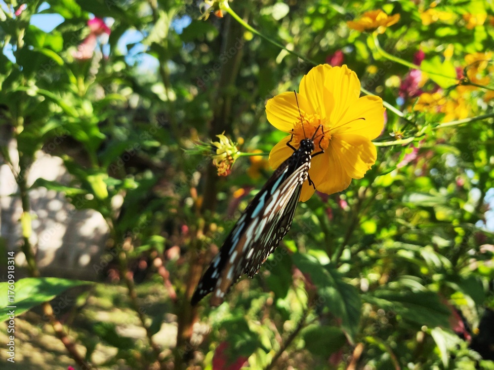 Fototapeta premium Yellow Flower with Bee in Garden. Cosmos sulphureou is a flowering plant that originates from Mexico. This plant also provides a natural habitat for the insect Anagrus nilaparvatae.