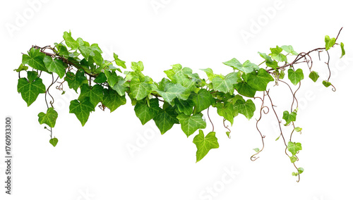 A lush vine cascades, displaying vibrant green leaves and reddish-brown stems