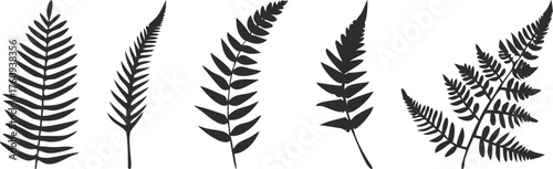 Black Fern Leaf Silhouettes Isolated on White Background Vector Illustration