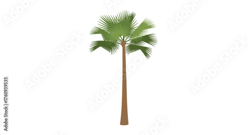 A tall palm tree stands on a white background with its green fronds spread wide.