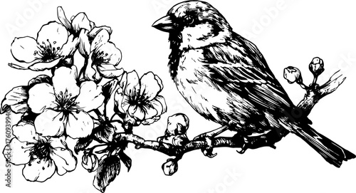 Bird sitting on a branch with flowers. Black and white vector illustration featuring nature and wildlife in a simple, traditional art style.