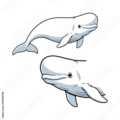 Beluga Whale Fullbody and Close-Up Illustration for Arctic Marine Design