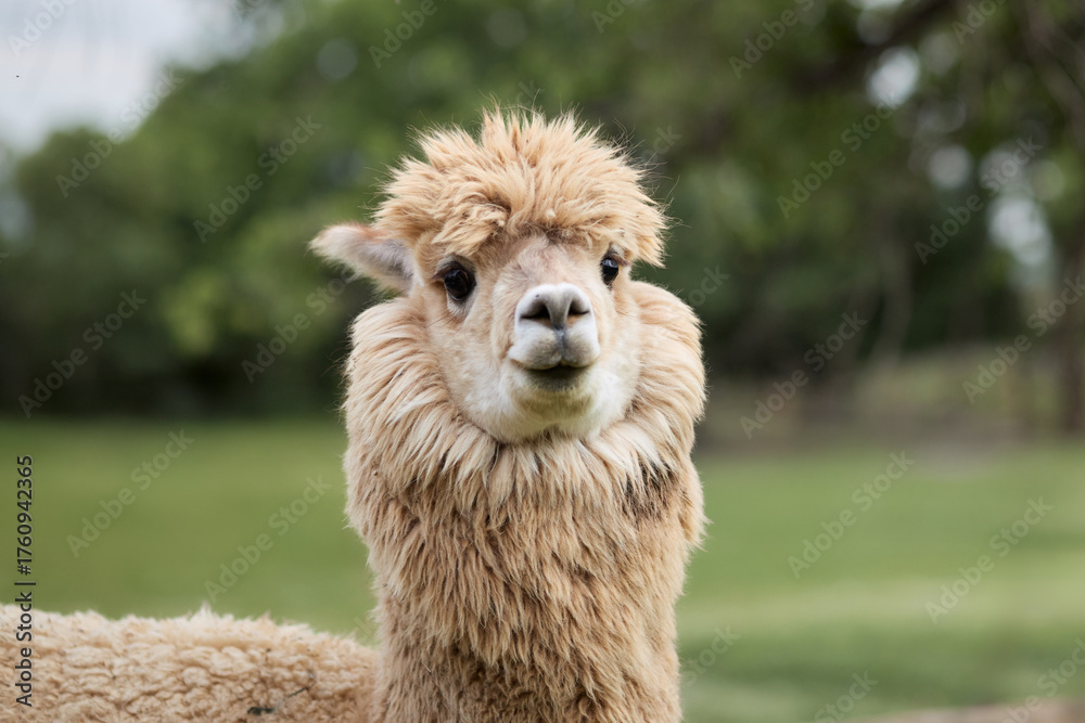 Obraz premium A white llama stands quietly on grassy ground. Green background contrasts with the bright wool of the animal.