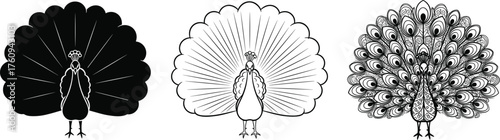 Elegant peacock vector illustration set showing detailed feather designs, black and white outline and decorative ornamental tail artwork for design