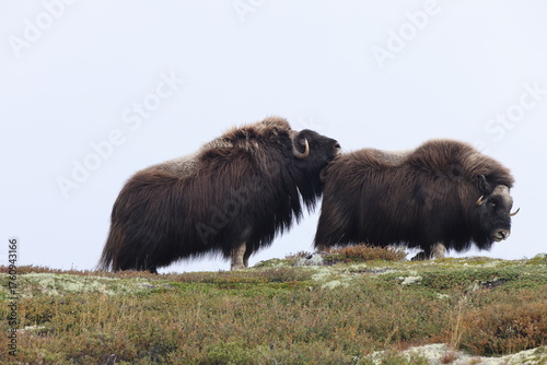 Musk ox in autumn Dovrefjell National Park Norway