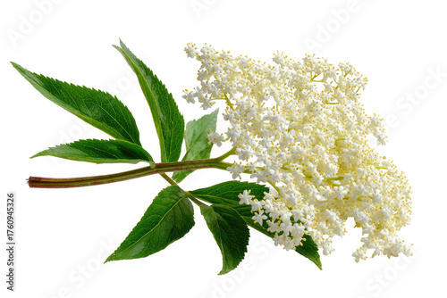 Close-up of a vibrant elderflower sprig with clusters of small, delicate, creamy-white flowers.  Green leaves, stems, and flower clusters are sharply in focus against a black background