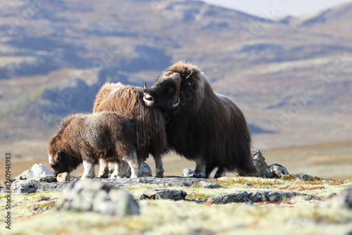 Musk ox in autumn Dovrefjell National Park Norway