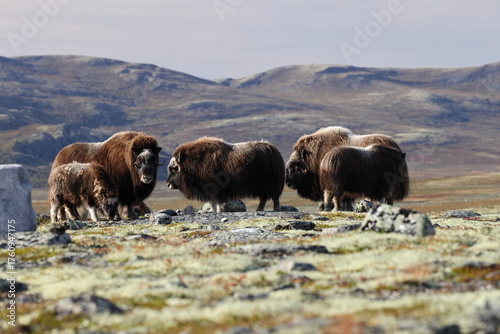 Musk ox in autumn Dovrefjell National Park Norway