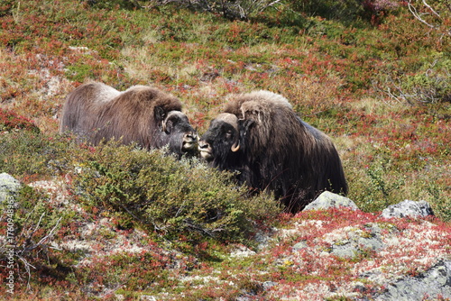 Musk ox in autumn Dovrefjell National Park Norway