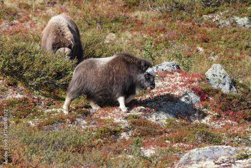 Musk ox in autumn Dovrefjell National Park Norway