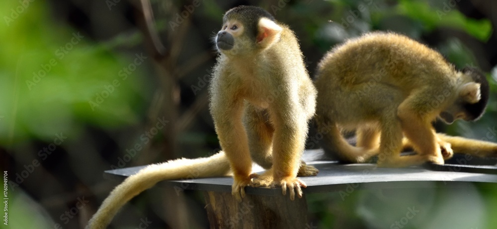 Obraz premium Singes Saïmiri de Bolivie