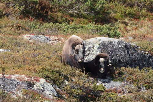 Musk ox in autumn Dovrefjell National Park Norway