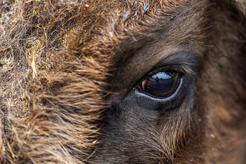 Wallpaper Mural Close view of European bison Bison bonasus eye with reflection of photographer Torontodigital.ca