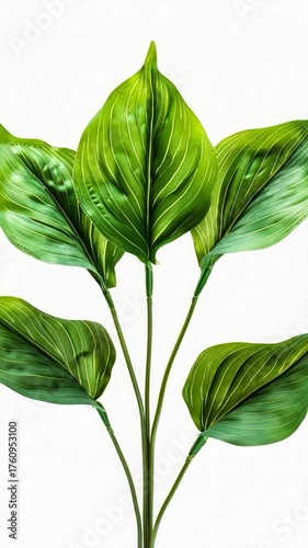 A close-up of three green leaves attached to a single stem against a white background, ideal for use in botanical or scientific illustrations