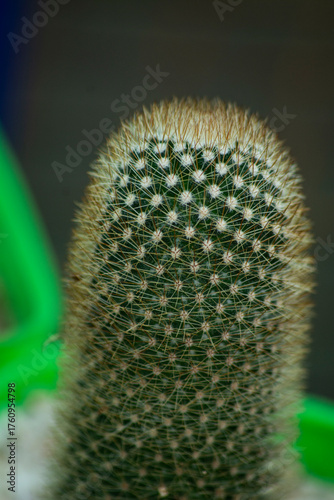 Mammillaria cactus, also known as a pincushion cactus. This is one of the largest genera in the cactus family,