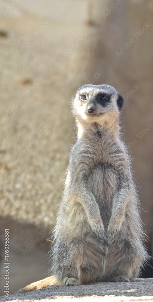 Fototapeta premium Suricate