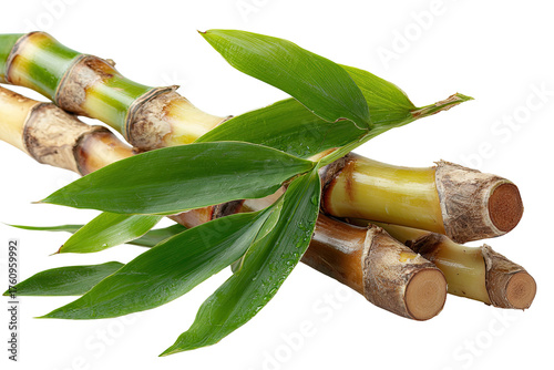 Sugar cane stalks with leaves.  Fresh, segmented stalks of sugar cane, light brownish-yellow and tan, are clustered.  Bright green leaves, with visible water droplets, rest atop and around the canes