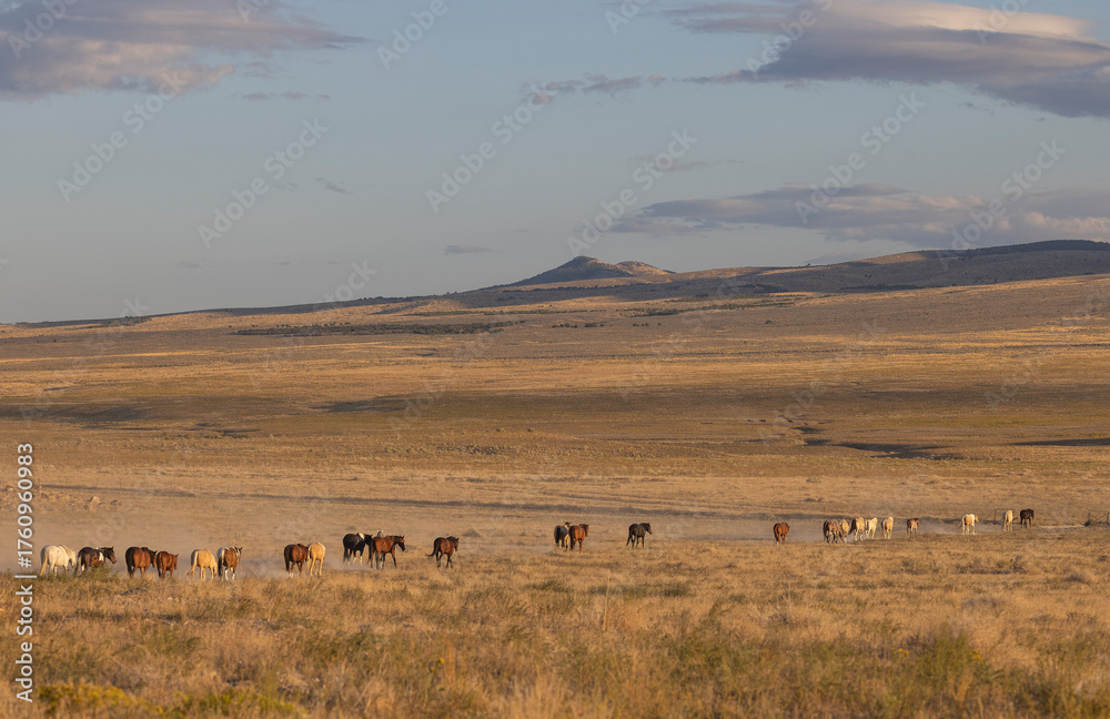 Obraz premium Wild Horses in the Utah Desert in Autumn