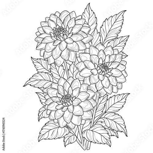 Dahlia flowers.Coloring book antistress for children and adults.