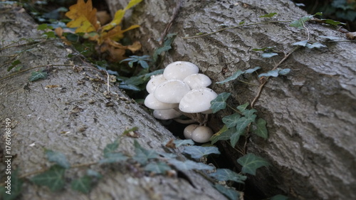 Gruppe Buchenschleimlinge mit Efeu 