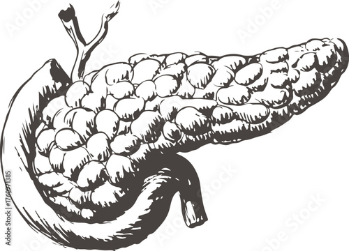 Hand Drawn Pancreas Anatomy Health Medical Illustration