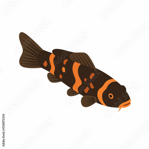 Realistic Detailed Loach Fish Illustration Underwater Animal Life Graphic