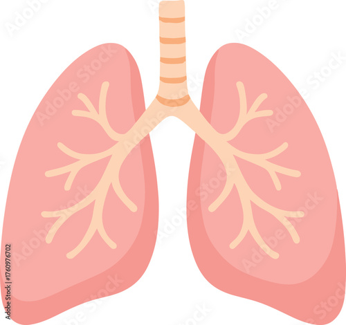 Human internal respiratory lungs and bronchial tubes, simple medical flat design vector illustration