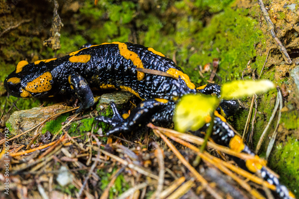 Fototapeta premium Salamander crawling over mossy ground