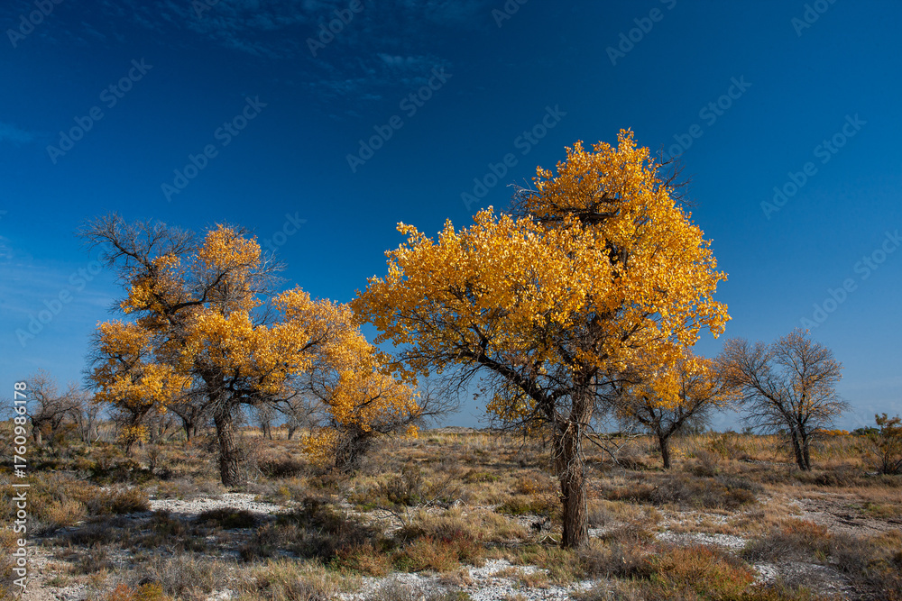 Fototapeta premium Turanga is a sacred tree revered in Kazakh culture.