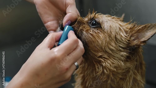 Groomer cleans the teeth of a Norwich Terrier dog with a toothbrush during a grooming session, focusing on oral hygiene and professional pet care