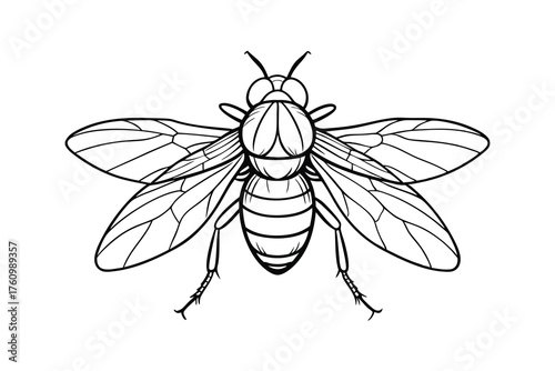 Fly Line Art Illustration – Detailed Winged Insect Outline Drawing on White Background