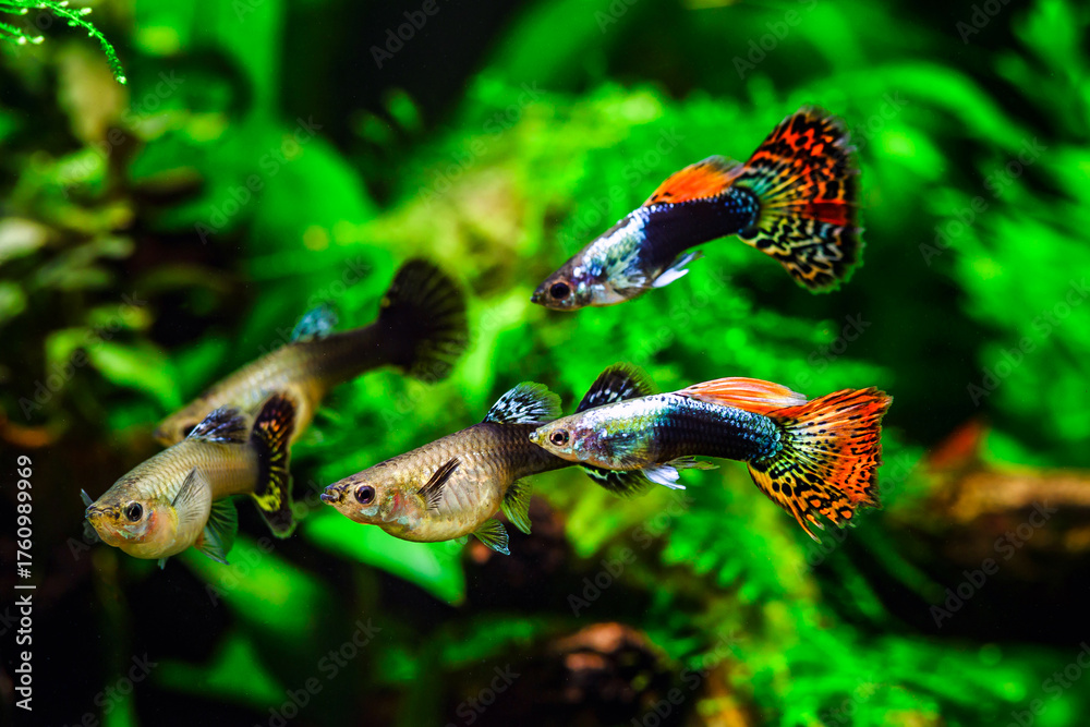 Fototapeta premium Tiger,mosaic guppy fish.Guppy Multi Colored Fish in a Tropical Acquarium.A green beautiful planted tropical freshwater aquarium with fishes.