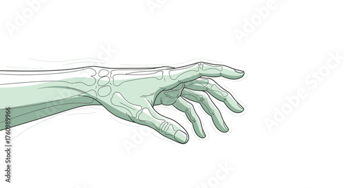 Anatomical Hand Illustration - Detailed Study of Bones and Structure.