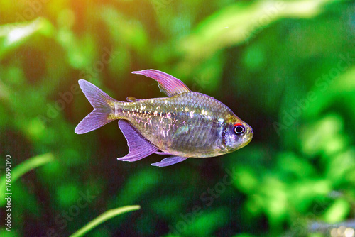 Fototapeta A green beautiful planted tropical freshwater aquarium with fishes and shrimps