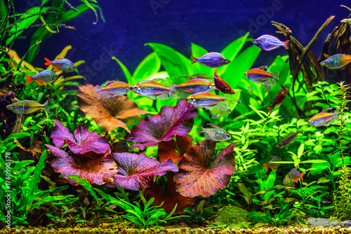 A green beautiful planted tropical freshwater aquarium with fishes and shrimps.A Congo tetra, Phenacogrammus interruptus, with water plants.
