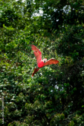 A /macaw in the rain forest of Peru