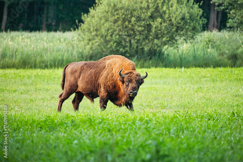 Żubr wielki byk dzikie zwierzę chronione żyje w Puszczy Białowieskiej © KoLesfot