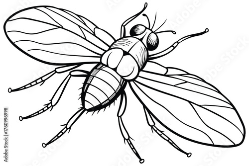 Fly Line Art Illustration – Detailed Winged Insect Outline Drawing on White Background