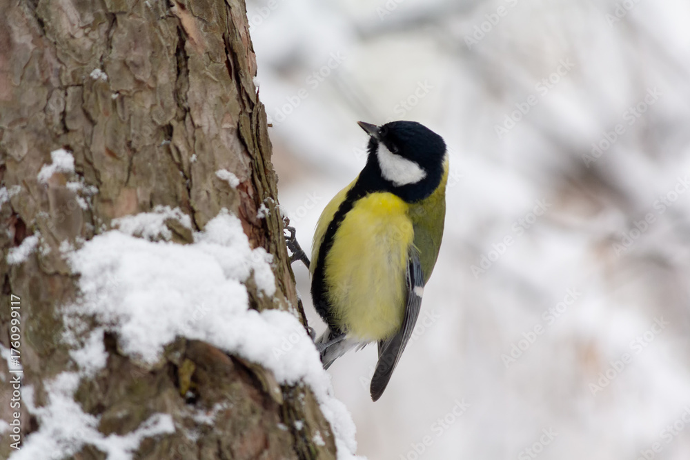 Obraz premium A titmouse sits on a tree In the winter park