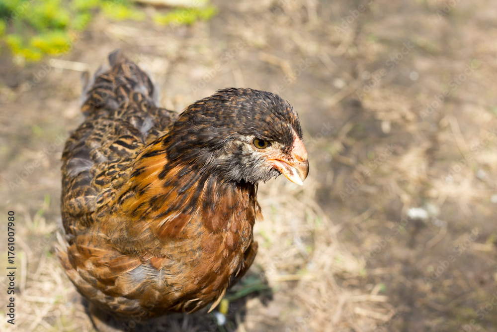 Fototapeta premium Chickens in the barnyard.