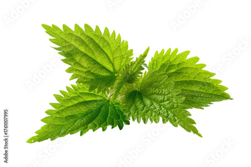 Close-up of vibrant green stinging nettle leaves.  Fresh, healthy foliage with serrated edges.  Bright, isolated against a black background
