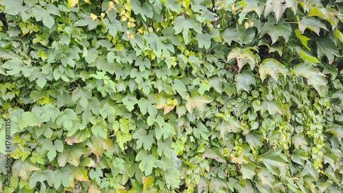 Lush Green Leafy Foliage