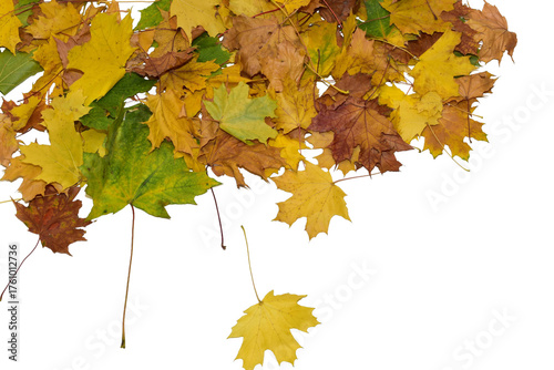 Autumn. A pile of yellow maple leaves on a PNG background.