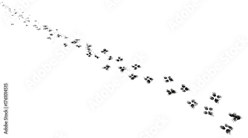 A decorative line of simple cat paw prints wandering diagonally across the page.