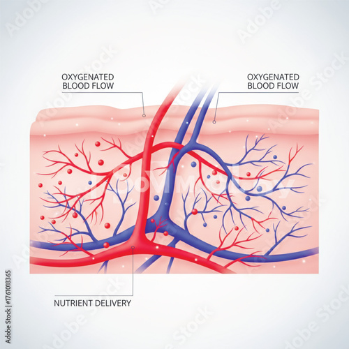 Medical illustration of skin cross-section showing oxygenated blood flow and nutrient delivery through capillaries, anatomy and skincare concept. Vector illustration