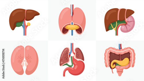 Collection of human internal organs illustrated for medical education and science