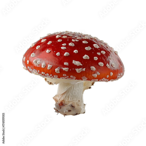 Red Mushroom with White Spots isolated on a transparent background 3
